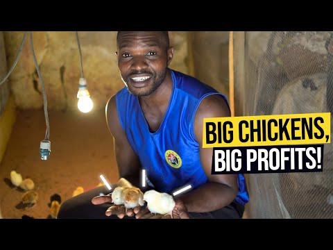 Day 1 Of Brooding Chicks for Rapid Growth & Huge Christmas Sales