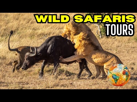 "Untamed Wilderness: Thrilling Safari Adventures You've Never Seen Before!"