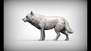 aggressive wolf