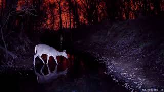 Deer Zoomies