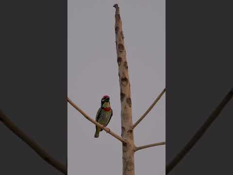 #coppersmithbarbet #photography #nature #wildlife #2024 #shorts2024 #india #birds
