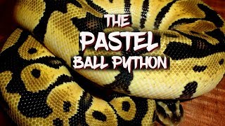 The Pastel Ball Python