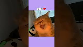 The Most Legendary Cat Memes (then vs now) #shorts
