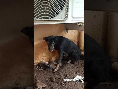 Saving Mommy Dog And Her Puppies From The Rain - Cyclone Nivar - Part 2