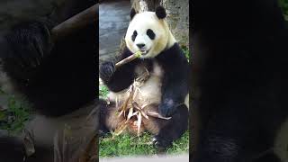 #PandaClub #Shorts #panda #CutePandas #FunnyPandas #PandaLovers