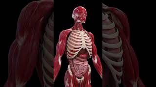 Why Do We Get Motion Sickness in Cars? #shorts  #fact  #quickfacts  #quickminds