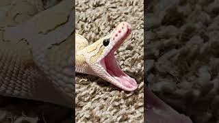 Nala #rtroyals #pythonregiusofinstagram #ballpythonmorph #ballpythons101 #snake #ballpythonbreeder