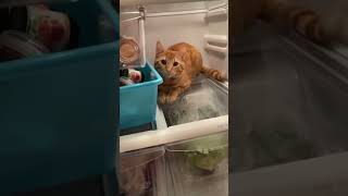 Unwilling #cat #catvideos #funnyshorts #funny