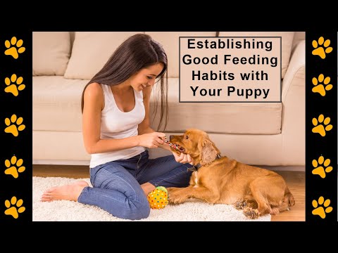 How to Establish Good Feeding Habits with Your Puppy