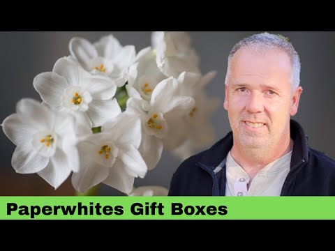 How to Grow Paperwhite Bulbs 2025