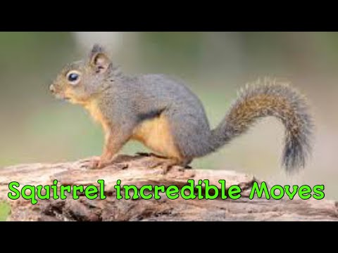 Squirrel Caught in Camera || Fastest Moving Reptile || amazing sounds by Squirrel