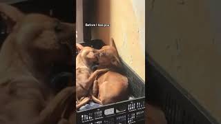 Privacy please! 🐶😂 #mattiapironti #songwritter #newmusic #amazingmusicians