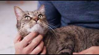 Cat Teeth Cleaning at Home | Petco