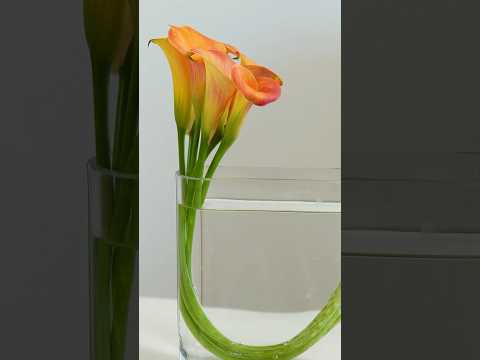 How to make a stunning Calla Lily arrangement!