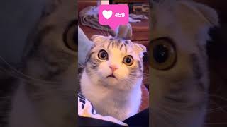 trending viral cat song #shorts #shortsfunny #shortsfeed #cats #cat