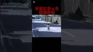 恐怖はすぐそこに迫っている　#恐怖 #心霊 #怖い #心霊映像 #衝撃 #衝撃の瞬間 #shorts #ショート