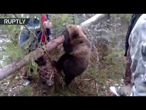 Russian hunters saved a bear cub