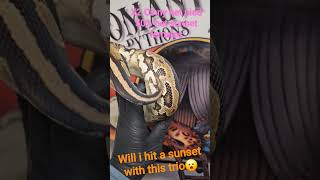 🤞 for sunset pied #ballpython #snake #sunset #sunsetballpython #piedballpython #reptiles #reptiles