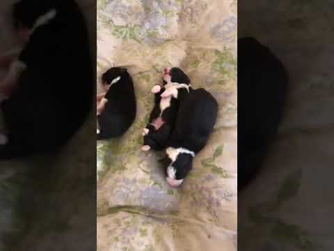 Border Collie Puppies