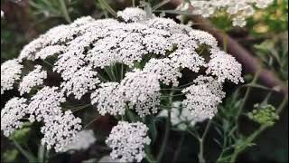 Cnidium monnieri Plant🪴with so many benefits #gardening#naturelovers#trending