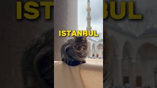 15 things to do in Istanbul Turkey that you can’t miss! #istanbulturkey #istanbul