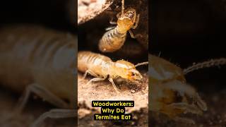 Why do Termites Eat Wood?