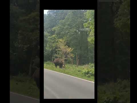 Elephant crossing at Bandipur National park.#elephant #bandipurtigerreserve #bandipurnationalpark