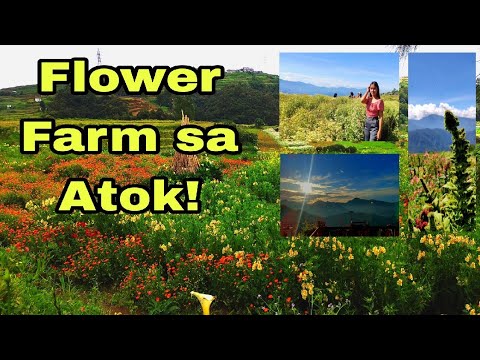 Haights Place | Northern Blossom | Halsema Highway Former Highest Point | Atok, Benguet