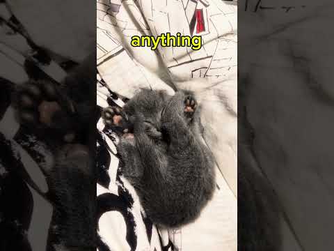 Today I don’t feel like doing anything #cat #cutecat #viral #pets #catvideo #catshorts