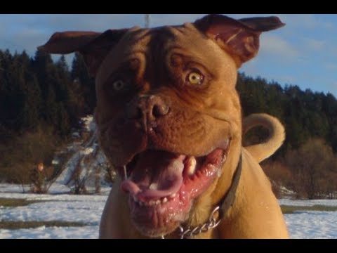 Ice Cube - Eaten by my dog (French Mastiff)