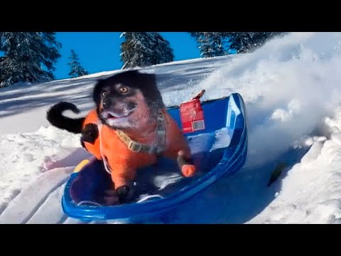 Funny Animal Videos 😂 - Best Cats & Dogs of 2024 🐱🐶