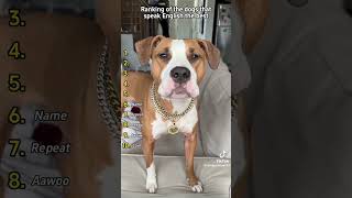 #Vidéosdrôles#Humour#MDR#Blagues#Comédie#Rigolo#Drôle#Rire#Funny#FunnyVideos#ComedyShorts#reels#dog