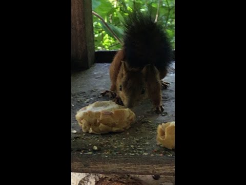 The squirrel's lunch :)
