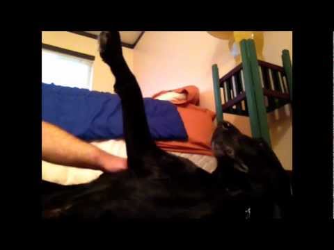 Meet My Dog