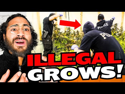 BIG TROUBLE for Home Growers as THIS Trend Can DESTROY the Market! 😳🤯