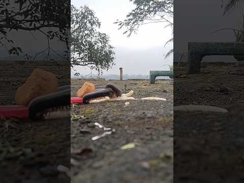 This potato snack is so delicious, it makes you drool#millipede #shortvideo #shorts