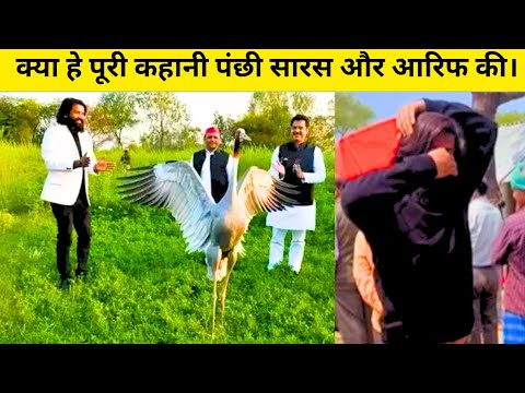 अखिलेश यादव जी ने आरिफ और सारस को मिलाया? | Truth of Aarif Saras Friendship #aarifsaras #saras