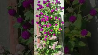 Heaven on Earth  #youtubeshorts #springvibes #bloominglovely