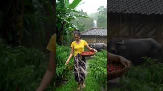 Harvesting Chilies in the Rain – Village Life in Indonesia