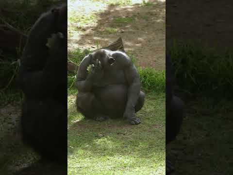 The Biggest Lie You Were Taught in School (Part 13): Humans Didn’t Evolve from Chimps!