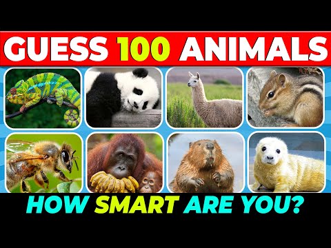 Can You Guess the Correct Animal? | Fun Quiz Challenge! 🦁🦓