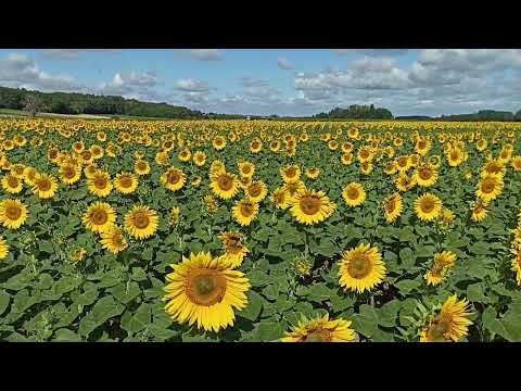 Hot Summer Girl video 2