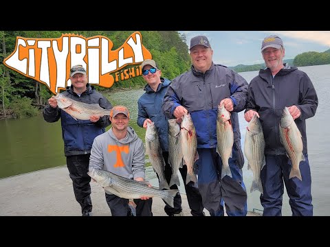 [4K] Striper Fishing on Norris Lake, TN