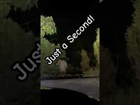 Caught a Wild Boar on Camera… For Just a Second!