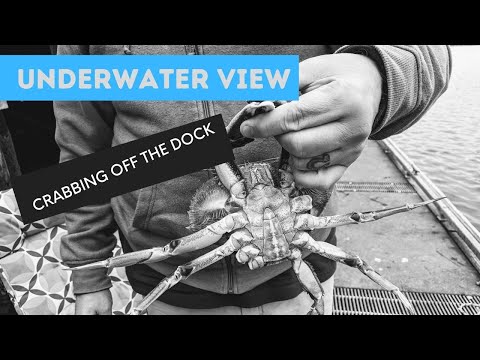 Dock Crabbing in Oregon