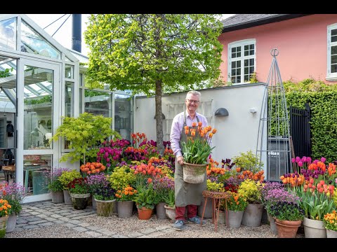 Almost ready - Tulips and other spring bulbs in pots