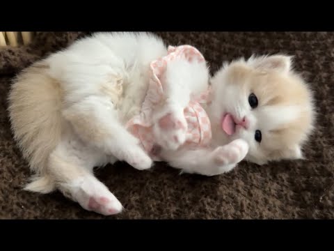 Adorable kittens will brighten your day ♥