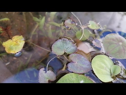 Making a Mini Pond in a Plastic Container- Update