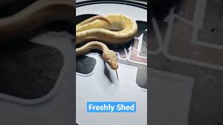 Fresh Shed For Our Banana Lesser Pinstripe Woma Pastel #ballpython #royalpython #ballpythonmorphs