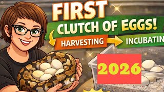 FIRST CLUTCH OF BALL PYTHON EGGS of 2026! | From Mom to Incubator 🥚🐍